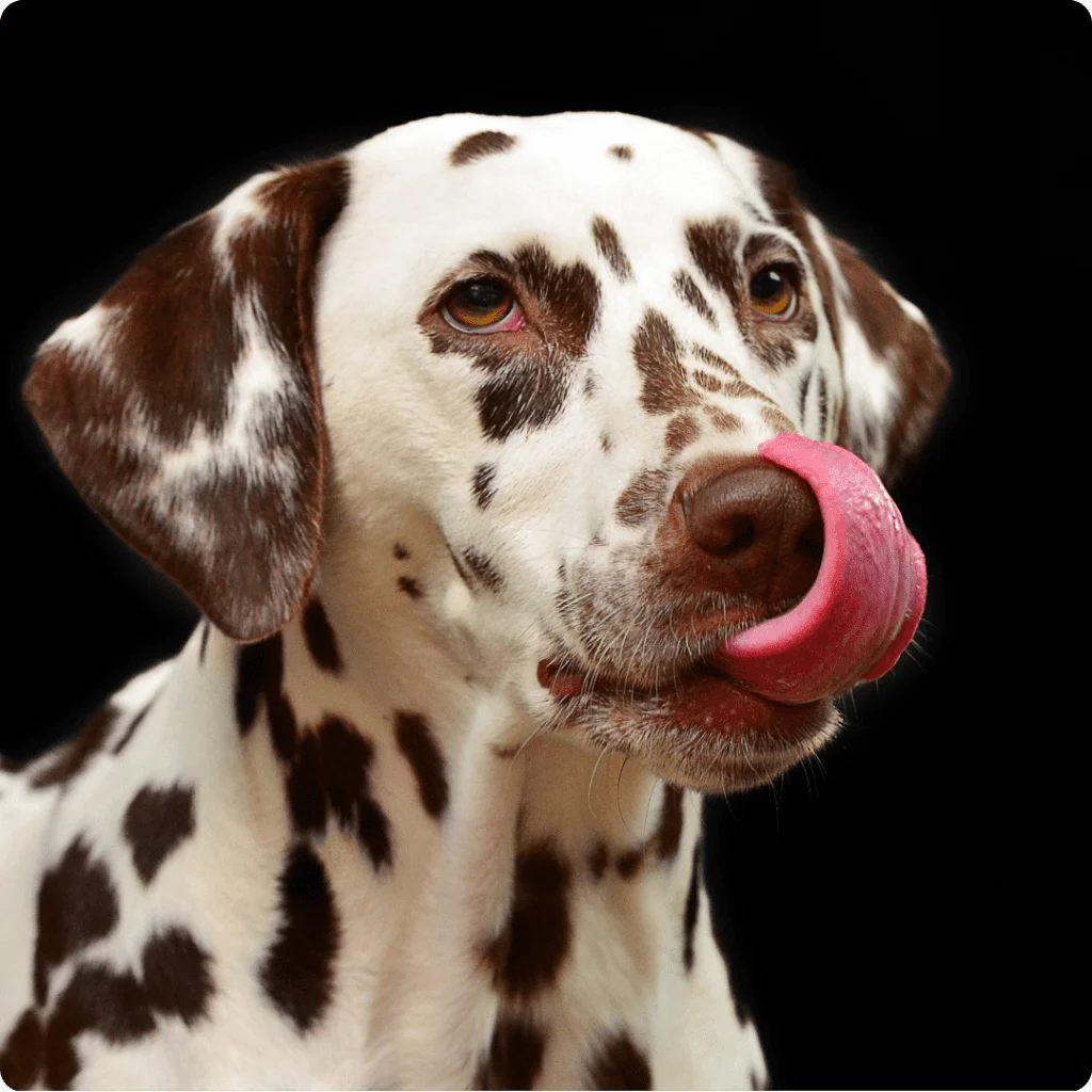 Tonguing en Perros