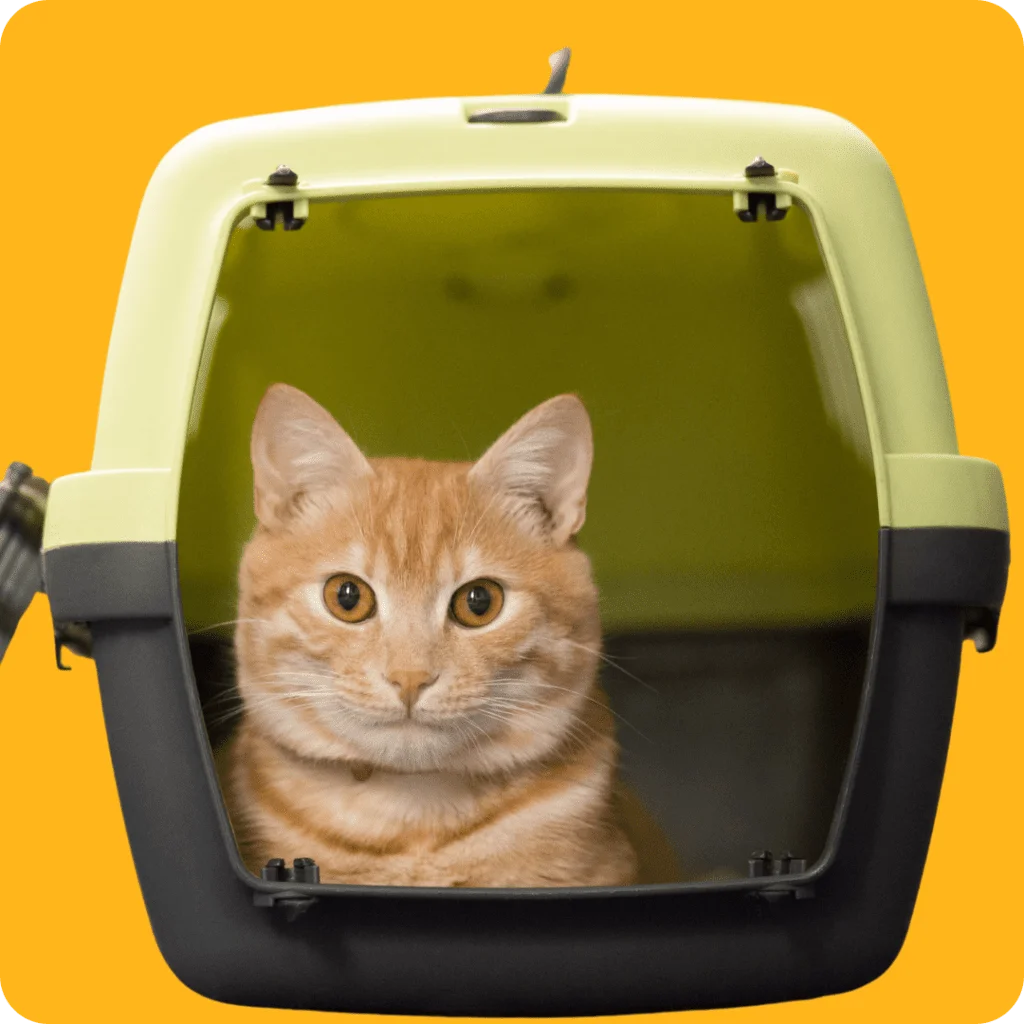 Viajar con mascotas