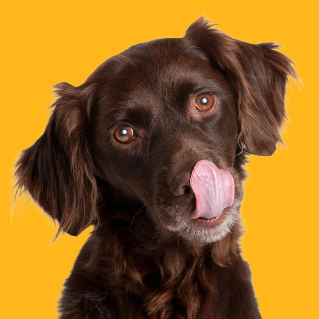 Superalimentos para perros