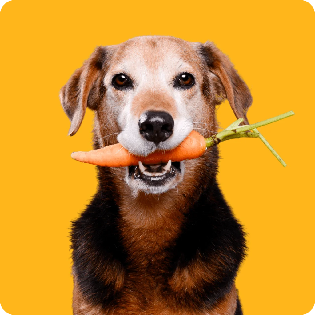 Como cambiar la alimentacion de mi perro