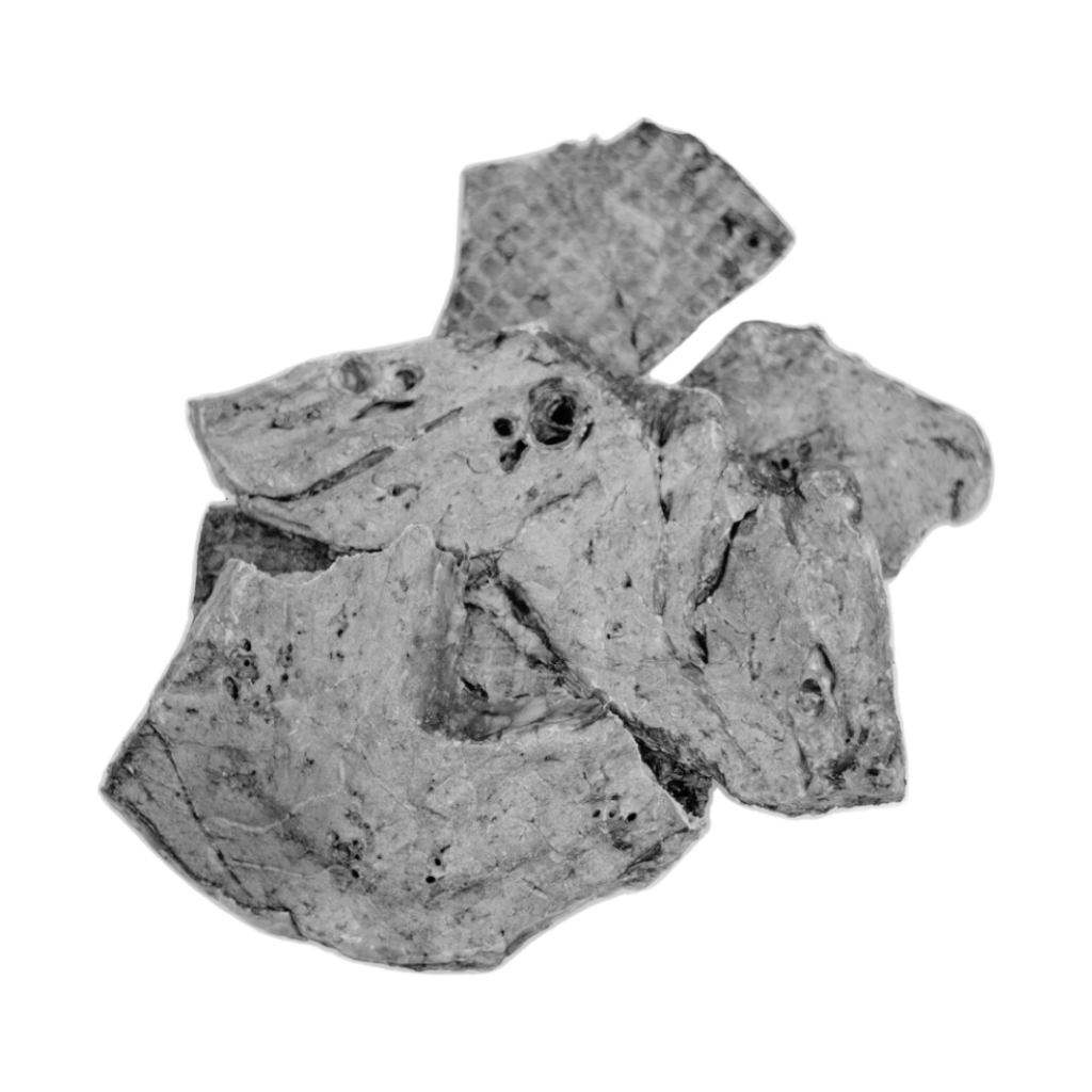 Pulmón de ternera para perros y gatos