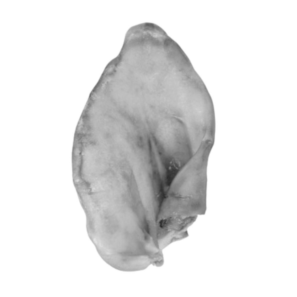 Oreja de cerdo para perros