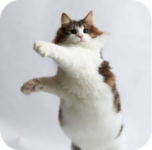 Ingredientes naturales para mascotas