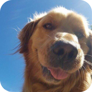 Ingredientes naturales para mascotas