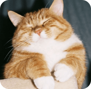 Snack natural para perros