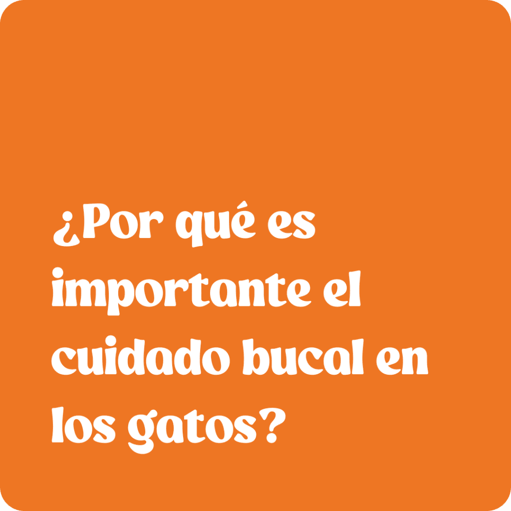 cuidado bucal en los gatos