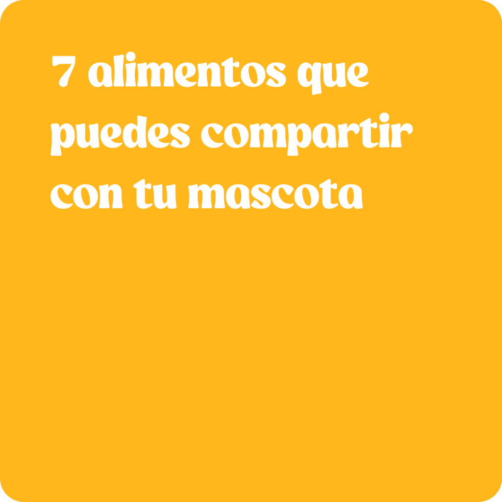 alimentos para tu mascota