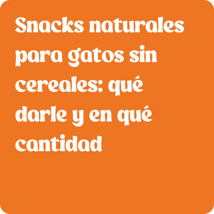 Snacks naturales para gatos sin cereales: qué darle y en qué cantidad
