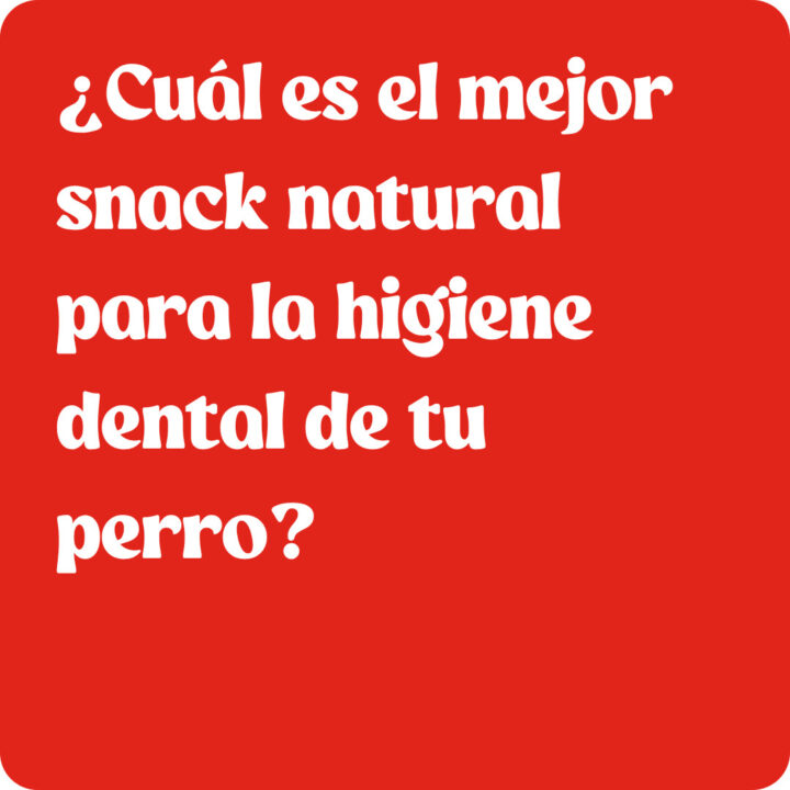 ¿Cuál es el mejor snack natural para la higiene dental de tu perro?